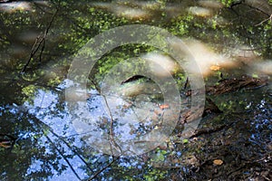 Forest Reflecting in Swamp