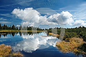 Forest reflection