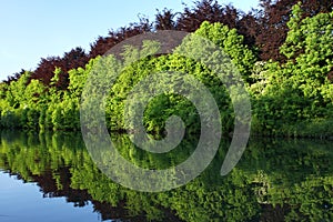 Forest reflection