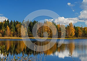 Forest and reflection