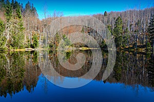 Forest reflection