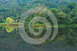 The forest reflection on the lake