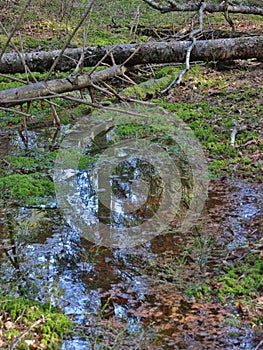 Forest reflection in swamp water