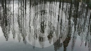 Forest reflection in water,ripple.
