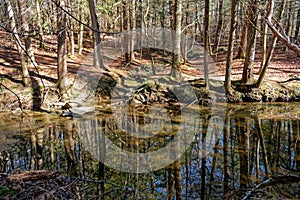Forest reflections in the creek