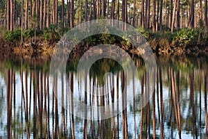 Forest reflections at Long Pine Key Lake