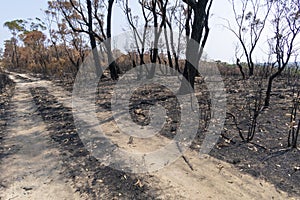 A forest regenerating after bushfire in The Blue Mountains in Australia