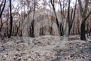 A forest regenerating after bushfire in The Blue Mountains in Australia