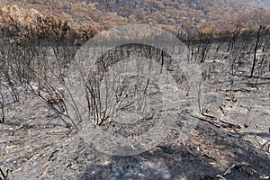 A forest regenerating after bushfire in The Blue Mountains in Australia