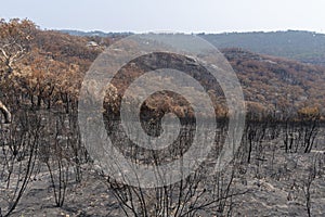 A forest regenerating after bushfire in The Blue Mountains in Australia