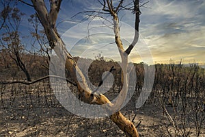 A forest regenerating after bushfire in The Blue Mountains in Australia