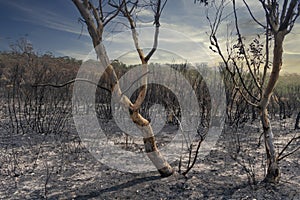 A forest regenerating after bushfire in The Blue Mountains in Australia