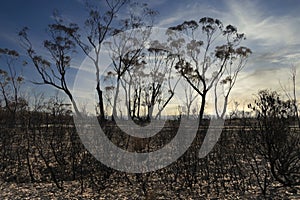 A forest regenerating after bushfire in The Blue Mountains in Australia