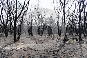 A forest regenerating after bushfire in The Blue Mountains in Australia