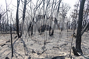 A forest regenerating after bushfire in The Blue Mountains in Australia