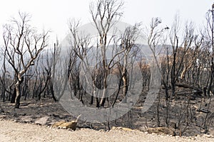 A forest regenerating after bushfire in The Blue Mountains in Australia