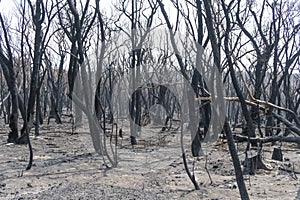 A forest regenerating after bushfire in The Blue Mountains in Australia