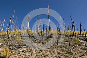 Forest Regeneration