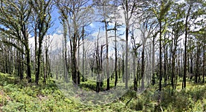 Forest regeneration after bushfire in Kanangra-Boyd National Park in regional Australia