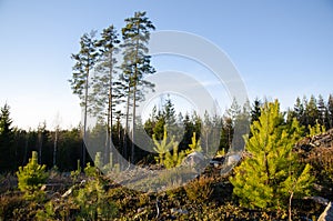 Forest regeneration with pine tree plants