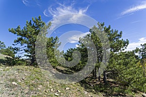 Forest of relict pines on the mountainside