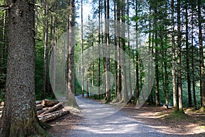 Forest of the Renard trail in Morzine in Haute-Savoie