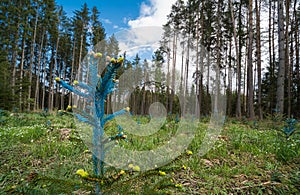 Forest renewal. Young spruce detail. Picea. Blue painted needles