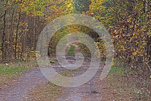 Forest road. photo