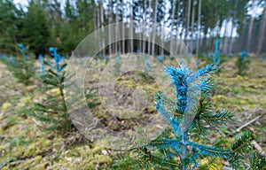 Forest restoration. Young pines detail. Pinus. Blue painted needles