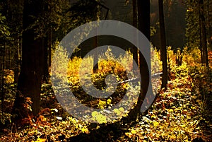 Forest in Retezat Mountains,, Romania