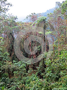 Forest Rio Blanco, Colombia