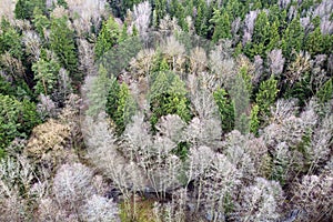 Forest, river, aerial landscape. Nature at early spring. Treetops, aerial view
