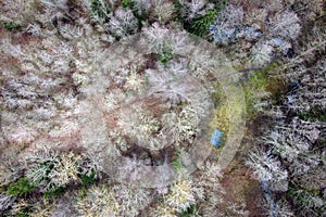 Forest, river, aerial landscape. Nature at early spring. Treetops, aerial view