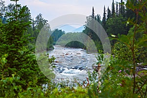 The forest is on the river bank. In the background are the silhouettes of the mountains