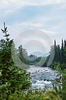 The forest is on the river bank. In the background are the silhouettes of the mountains