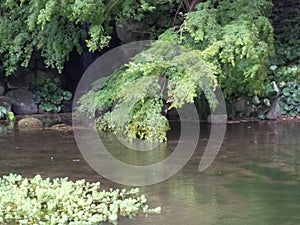 forest river bigtree