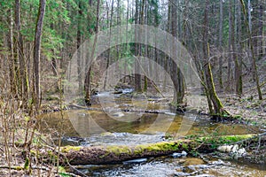 Forest and river with fallen trunks