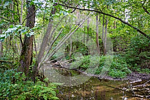 Forest River Gorodjanka
