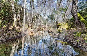 Forest river landscape. Spring forest river scene. Forest river reflection landscape