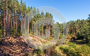 A forest river in a pine forest. A high bank and a clear day. Bright colors of nature