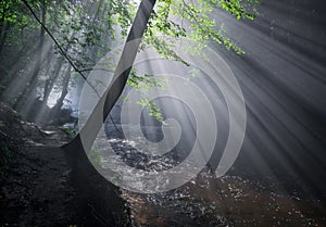 Forest river about prodanku in the fog.