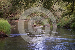 Forest river in the shadow on a summer sunny day