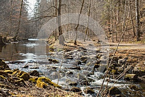 Forest with river at the Starnberg canyon trail in germany