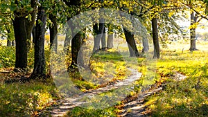 Forest by the river on a sunny day in early autumn, a trail in the woods between the trees