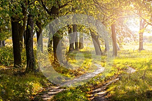 Forest by the river on a sunny day in early autumn, a trail in the woods between the trees