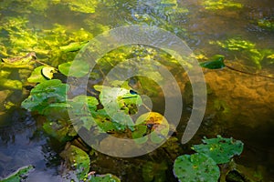 Forest river surface with algae