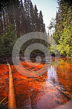 Forest river trees nature woods landscape