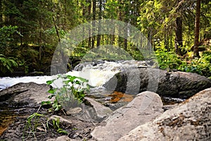 Forest river trees nature woods landscape