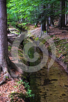 Forest rivulet photo