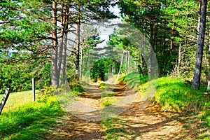 Forest Road